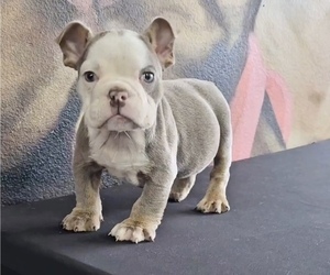 Bulldog Puppy for sale in DALLAS, TX, USA