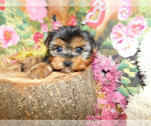 Yorkshire Terrier Puppy for sale in HAMMOND, IN, USA