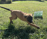 Small Photo #46 Belgian Malinois Puppy For Sale in S CHARLESTON, WV, USA