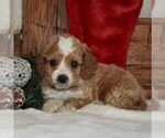 Small Photo #4 Cavapoo-Poodle (Miniature) Mix Puppy For Sale in NEWPORT, PA, USA