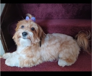 Mother of the Poovanese puppies born on 04/19/2025