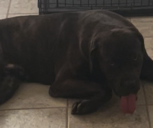 Cane Corso Dogs for adoption in WATERBURY, CT, USA