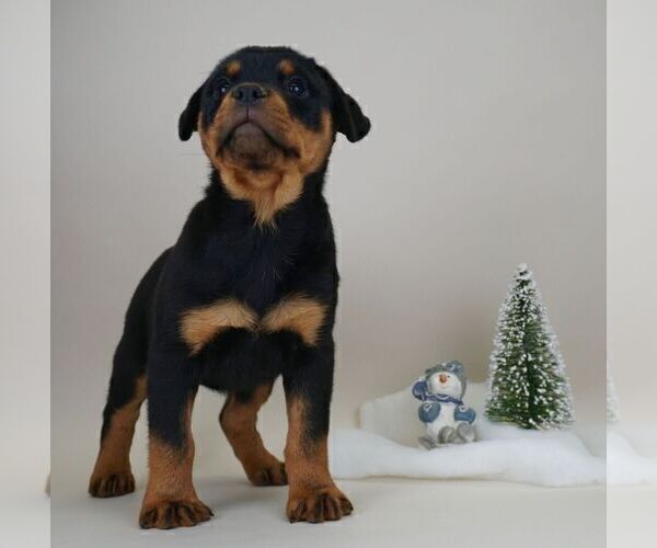 Medium Photo #13 Rottweiler Puppy For Sale in NAPPANEE, IN, USA