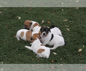Rat Terrier Puppy for sale in TAMPA, FL, USA