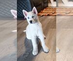 Small Photo #1 Siberian Husky Puppy For Sale in ANTIOCH, CA, USA