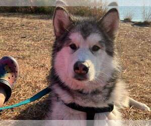 Alaskan Malamute Dog for Adoption in PICKENS, South Carolina USA