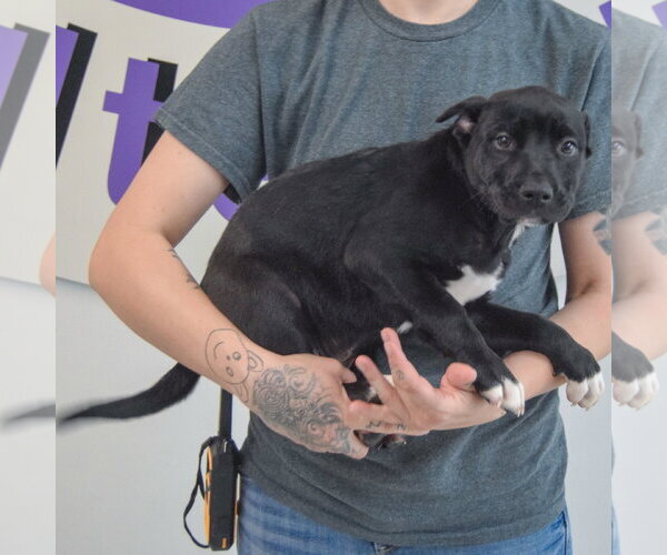 Medium Photo #3 American Staffordshire Terrier-Unknown Mix Puppy For Sale in Huntley, IL, USA