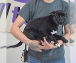 Small #2 American Staffordshire Terrier Mix