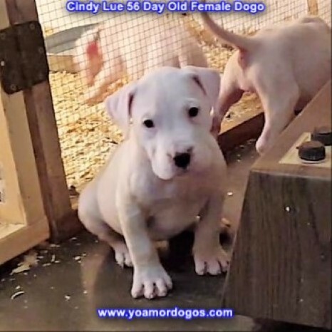 Medium Photo #70 Dogo Argentino Puppy For Sale in PINEVILLE, MO, USA