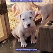 Small Photo #70 Dogo Argentino Puppy For Sale in PINEVILLE, MO, USA