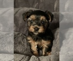 Small Photo #5 Yorkshire Terrier Puppy For Sale in MIAMI, FL, USA