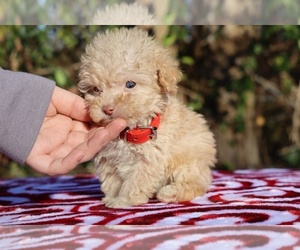 Poodle (Toy) Puppy for sale in DYERSBURG, TN, USA