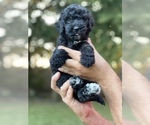 Small Photo #7 Bernedoodle-Bernese Mountain Dog Mix Puppy For Sale in PILOT POINT, TX, USA