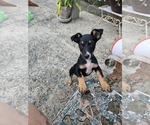 Small #1 American Rat Pinscher