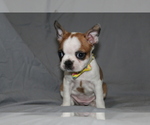 Small #3 Boston Terrier