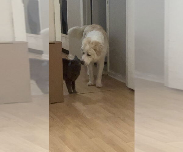 Medium Photo #2 Great Pyrenees Puppy For Sale in Denver , CO, USA