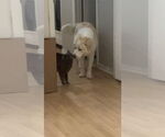 Small #1 Great Pyrenees