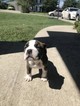 Small Photo #1 Bullboxer Pit Puppy For Sale in COLUMBIA, MO, USA