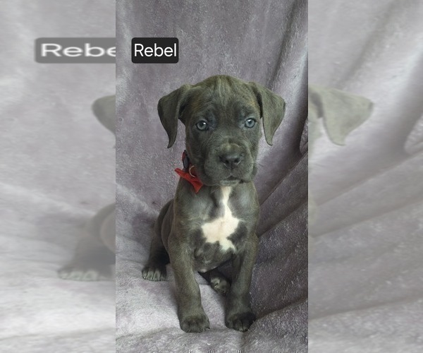 Medium Photo #6 Cane Corso Puppy For Sale in MINERAL WELLS, WV, USA