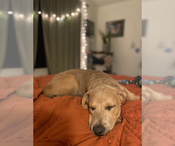 Medium Photo #4 American Pit Bull Terrier-Labrador Retriever Mix Puppy For Sale in Chandler, AZ, USA