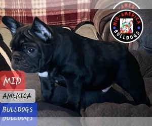 French Bulldog Puppy for sale in JOPLIN, MO, USA