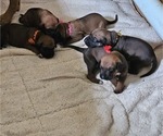 Small #12 Rhodesian Ridgeback