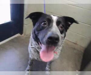 Mutt Dogs for adoption in Tulsa, OK, USA