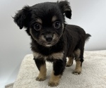 Small Photo #7 Chorkie Puppy For Sale in SAINT AUGUSTINE, FL, USA