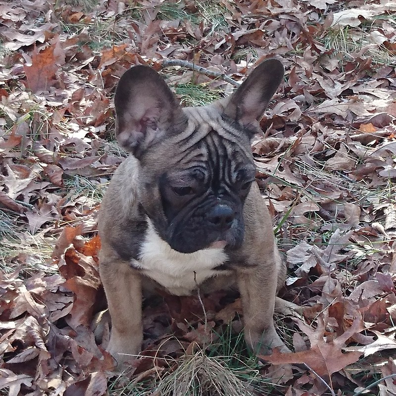 Medium Photo #1 French Bulldog Puppy For Sale in BROOKLINE, MA, USA