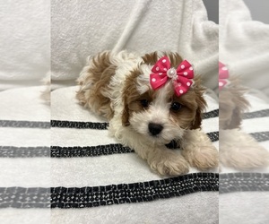 Cavapoo Puppy for sale in RANDOLPH, MA, USA