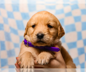 Golden Retriever Puppy for sale in LIBERTY, KY, USA