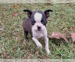Small Photo #1 Boston Terrier Puppy For Sale in REMINGTON, VA, USA
