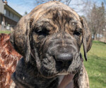 Small Photo #1 Great Dane Puppy For Sale in COMMERCE, MI, USA