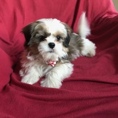 Shih Tzu Puppy for sale in EAST EARL, PA, USA