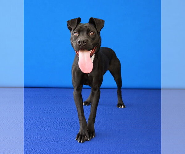 Medium Photo #2 Mutt Puppy For Sale in Pasadena, CA, USA