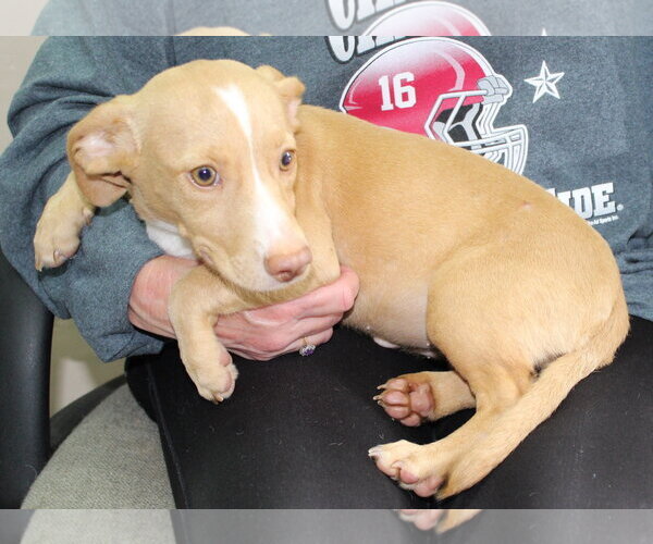 Medium Photo #2 Dachshund-Unknown Mix Puppy For Sale in Prattville, AL, USA