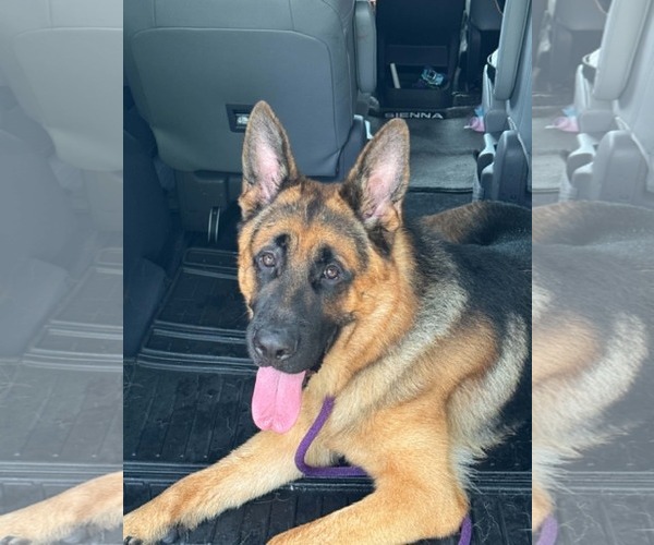 Medium Photo #2 German Shepherd Dog Puppy For Sale in Plantation, FL, USA