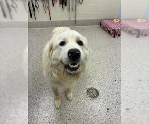 Great Pyrenees Dogs for adoption in Brighton, CO, USA