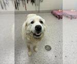 Small Great Pyrenees