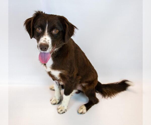 Medium Photo #4 Boykin Spaniel-English Springer Spaniel Mix Puppy For Sale in Kennesaw, GA, USA