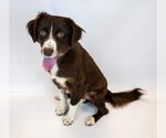 Small #3 Boykin Spaniel-English Springer Spaniel Mix