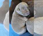 Small Photo #24 Labrador Retriever Puppy For Sale in OLYMPIA, WA, USA