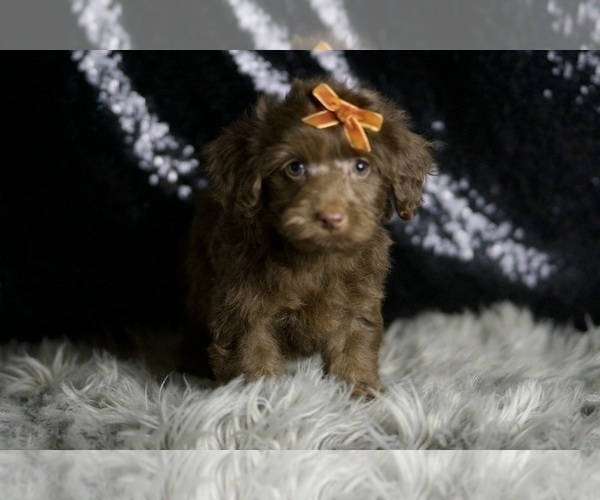 Medium Photo #4 YorkiePoo Puppy For Sale in WARSAW, IN, USA