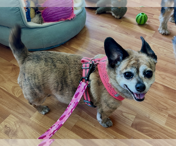 Medium Photo #1 Chihuahua-Unknown Mix Puppy For Sale in Bellevue, WA, USA