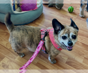 Chihuahua-Unknown Mix Dogs for adoption in Bellevue, WA, USA