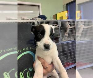 American Staffordshire Terrier-Unknown Mix Dogs for adoption in Grand Prairie, TX, USA