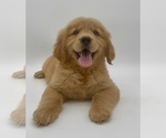 Small Photo #2 Golden Retriever Puppy For Sale in OCALA, FL, USA