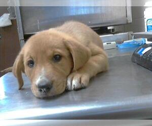 Great Pyrenees-Rottweiler Mix Dogs for adoption in Fayetteville, NC, USA