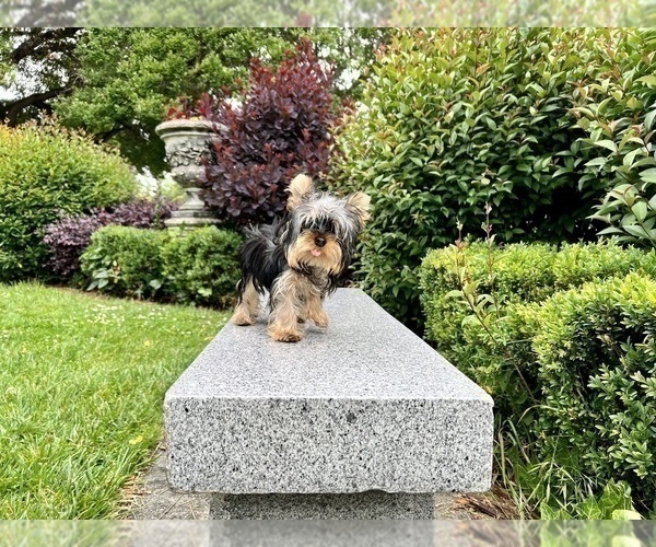 Medium Photo #10 Yorkshire Terrier Puppy For Sale in HAYWARD, CA, USA