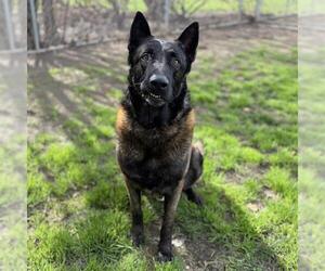 Mutt Dogs for adoption in Modesto, CA, USA